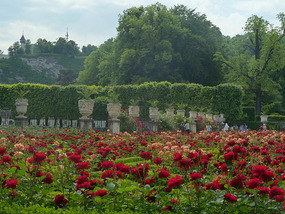 Roses at Mirabell