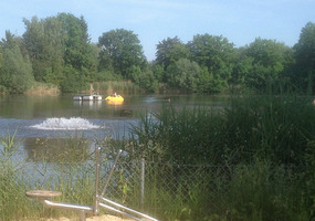 Lake with reeds