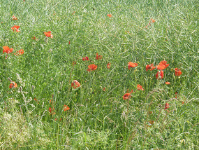 Poppies