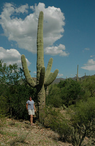 A very large Saguaro
