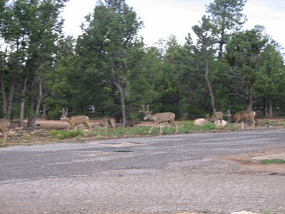 Deer on the campsite