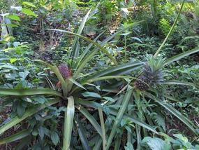 Pineapples.
