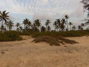 Of course, Palm trees.