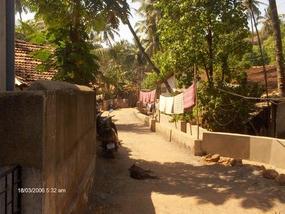 Lazy Dog, Arumbol Streets. .