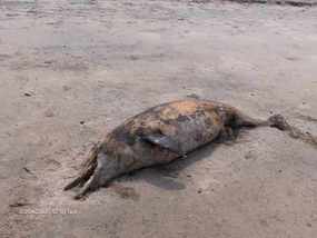 Dead things on the beach.