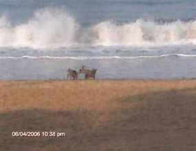 Dogs play on the beach.