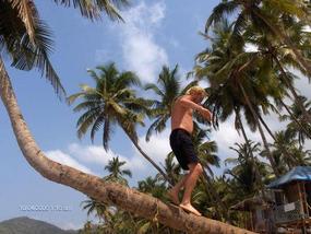 climbing down from the most famous palm tree. .