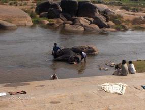 Washing the Elephant