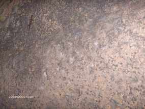 Spot the Lizard!