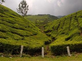A tea (chai) plantation