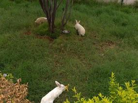 Bunnies!