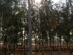 Sun through the poplars.