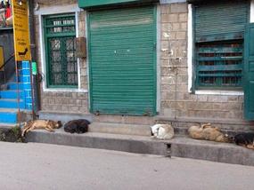 Let Sleeping Dogs Lie. .
