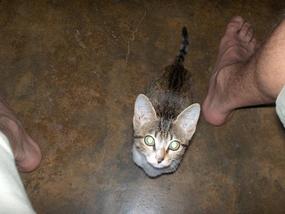 Kitties.