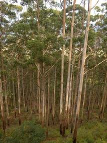 High forest.