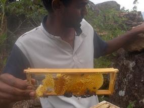 Fresh honey