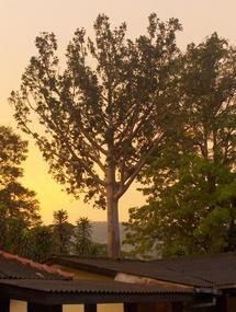 Big tree.