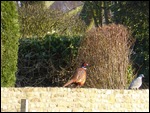 Pheasant