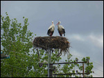 White storks nest