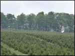 Christmas trees?