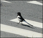 Even the magpies use the pedestrian crossings!