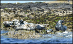 Grey Seals