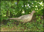 Pheasant hen