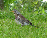 Mistle Thrush