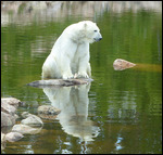On his (very solid) iceberg