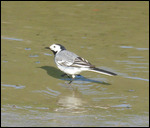 Pied wagtail looking for breakfast