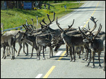 Road block