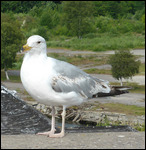 Herring gull