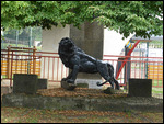 Lion loose in the school yard!