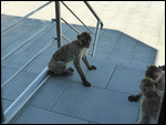 Plotting ... to steal from the tourists
