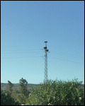 Storks on top
