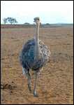Mrs Ostrich, always inquisitive.