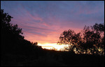 Sunrise over the olives