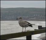 On the lookout at Stonehaven
