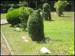 Animal Plants