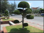 Bonzi Tree
