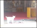 Cat at temple