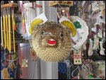Puffer Fish