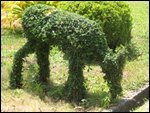 "Deer"