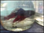 Fighting Fish close up