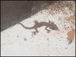 House Lizzard