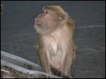 Monkey Hill