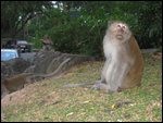 Monkey Hill2