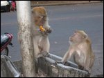 Monkeys!