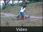 Monkeys!!!!