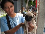 Pug at market